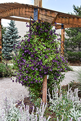 Jackmanii Superba Clematis (Clematis 'Jackmanii Superba') at The Mustard Seed