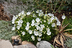 Rapido White Bellflower (Campanula carpatica 'Rapido White') at The Mustard Seed