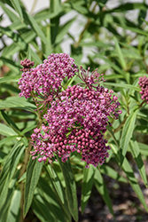 Swamp Milkweed (Asclepias incarnata) at The Mustard Seed