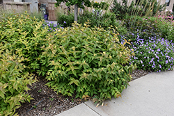 Bush Honeysuckle (Diervilla lonicera) at The Mustard Seed
