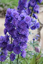 Highlander Sweet Sensation Larkspur (Delphinium 'Highlander Sweet Sensation') at The Mustard Seed