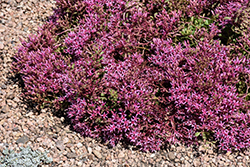 Dragon's Blood Stonecrop (Sedum spurium) at The Mustard Seed