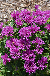 Leading Lady Plum Beebalm (Monarda 'Leading Lady Plum') at The Mustard Seed