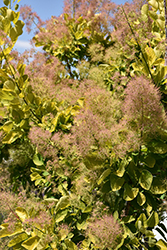 Golden Spirit Smokebush (Cotinus coggygria 'Golden Spirit') at The Mustard Seed