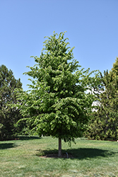 Common Hackberry (Celtis occidentalis) at The Mustard Seed