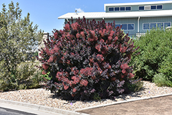 Lilla Smokebush (Cotinus coggygria 'Lilla') at The Mustard Seed