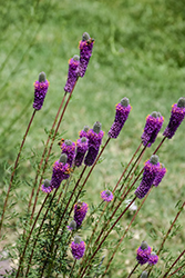 Purple Prairie Clover (Dalea purpurea) at The Mustard Seed