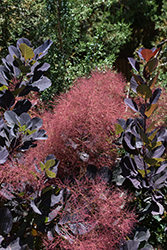 Lilla Smokebush (Cotinus coggygria 'Lilla') at The Mustard Seed