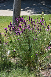 Purple Prairie Clover (Dalea purpurea) at The Mustard Seed