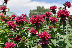 Fireball Beebalm (Monarda didyma 'Fireball') at The Mustard Seed