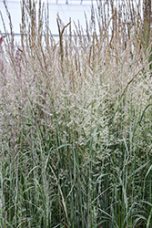 Variegated Reed Grass (Calamagrostis x acutiflora 'Overdam') at The Mustard Seed