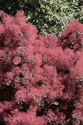 Royal Purple Smokebush (Cotinus coggygria 'Royal Purple') at The Mustard Seed