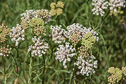 Whorled Milkweed (Asclepias verticillata) at The Mustard Seed