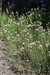 Whorled Milkweed (Asclepias verticillata) at The Mustard Seed