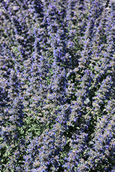 Walker's Low Catmint (Nepeta x faassenii 'Walker's Low') at The Mustard Seed