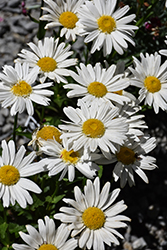Sweet Daisy Birdy Shasta Daisy (Leucanthemum x superbum 'Birdy') at The Mustard Seed