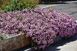 Max Frei Soapwort (Saponaria lempergii 'Max Frei') at The Mustard Seed