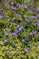 Orion Cranesbill (Geranium 'Orion') at The Mustard Seed