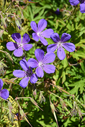 Orion Cranesbill (Geranium 'Orion') at The Mustard Seed