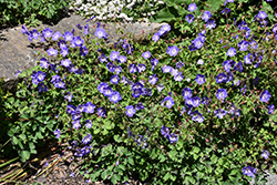 Brookside Cranesbill (Geranium 'Brookside') at The Mustard Seed