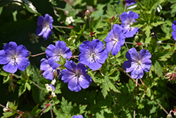 Brookside Cranesbill (Geranium 'Brookside') at The Mustard Seed