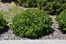 Kelsey Dogwood (Cornus sericea 'Kelseyi') at The Mustard Seed