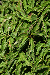 Kelsey Dogwood (Cornus sericea 'Kelseyi') at The Mustard Seed