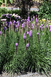 Kobold Blazing Star (Liatris spicata 'Kobold') at The Mustard Seed