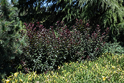 Darkstar Purple Leaf Sand Cherry (Prunus x cistena 'UCONNPC001') at The Mustard Seed