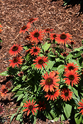Evolution Fiesta Coneflower (Echinacea 'Balevoesta') at The Mustard Seed