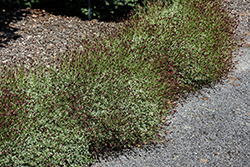 Little Angel Burnet (Sanguisorba officinalis 'Little Angel') at The Mustard Seed