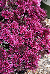 Spot On Deep Rose Stonecrop (Sedum spurium 'Setz0001') at The Mustard Seed