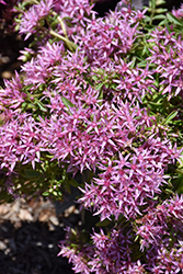 Spot On Pink Stonecrop (Sedum spurium 'Setz3b019') at The Mustard Seed