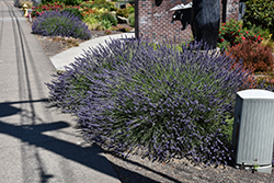 Phenomenal Lavender (Lavandula x intermedia 'Phenomenal') at The Mustard Seed