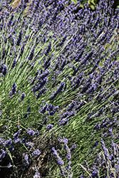 Phenomenal Lavender (Lavandula x intermedia 'Phenomenal') at The Mustard Seed