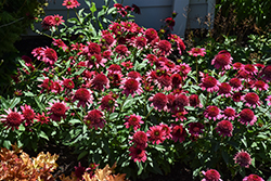 Sunny Days Ruby Coneflower (Echinacea 'TNECHSDR') at The Mustard Seed