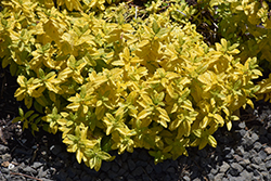 Aztec Gold Creeping Speedwell (Veronica prostrata 'Aztec Gold') at The Mustard Seed