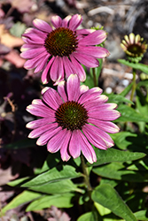 Kismet Pink Lemonade Coneflower (Echinacea 'Pink Lemonade') at The Mustard Seed