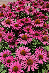 Kismet Raspberry Coneflower (Echinacea 'TNECHKR') at The Mustard Seed