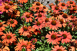 Kismet Intense Orange Coneflower (Echinacea 'TNECHKIO') at The Mustard Seed