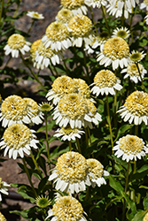 Sundial Zenith Coneflower (Echinacea 'Sundial Zenith') at The Mustard Seed