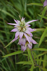 Spotted Beebalm (Monarda punctata) at The Mustard Seed