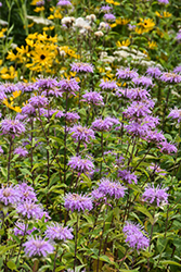 Wild Beebalm (Monarda fistulosa) at The Mustard Seed
