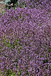 Lemon Thyme (Thymus x citriodorus) at The Mustard Seed