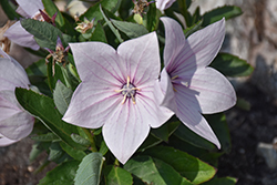 Astra Pink Balloon Flower (Platycodon grandiflorus 'Astra Pink') at The Mustard Seed