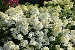 Bobo Hydrangea (Hydrangea paniculata 'ILVOBO') at The Mustard Seed