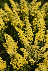 Little Lemon Goldenrod (Solidago 'Dansolitlem') at The Mustard Seed