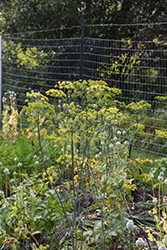 Dill (Anethum graveolens) at The Mustard Seed
