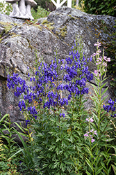 Common Monkshood (Aconitum napellus) at The Mustard Seed
