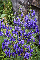 Common Monkshood (Aconitum napellus) at The Mustard Seed